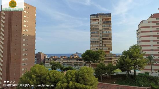 Alquiler de Septiembre a Junio cerca de la Paya de Poniente Benidorm - ALICANTE