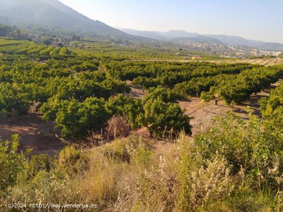 FINCA NARANJOS BETXI (RÚSTICA) - CASTELLON