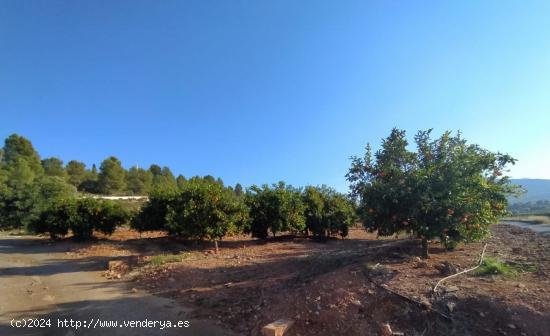 FINCA NARANJOS BETXI (RÚSTICA) - CASTELLON