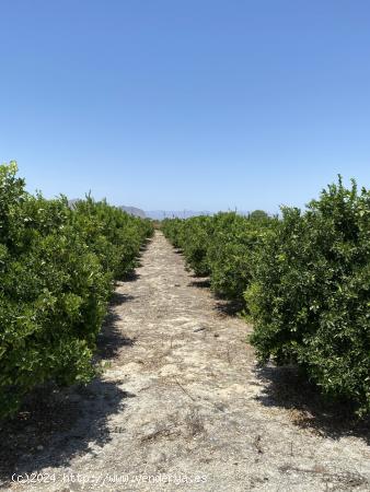 Magnifica Finca de citricos en produccion - ALICANTE