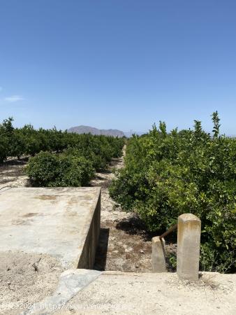 Magnifica Finca de citricos en produccion - ALICANTE