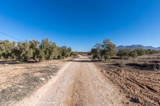 OPORTUNIDAD DE FINCA RUSTICA JUNTO PANTANO DE CUBILLAS - GRANADA