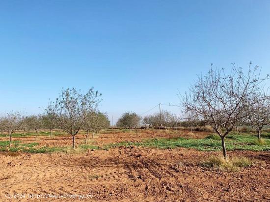 TERRENO RÚSTICO A LA VENTA - MURCIA