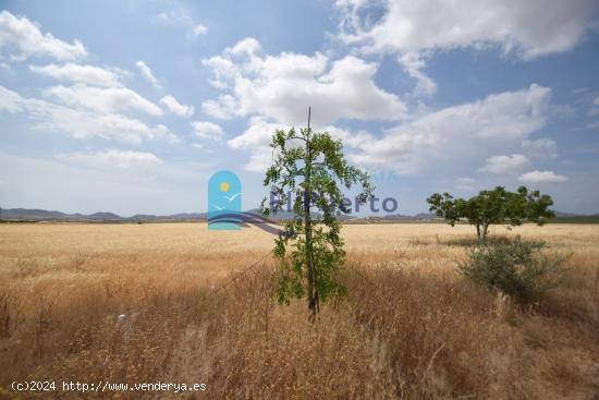 TERRENO RÚSTICO EDIFICABLE en venta - MURCIA