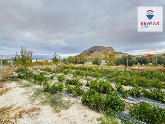 TIERRA DE RIEGO EN 2 PARCELAS DIVIDIDA POR LA CARRTERA - GRANADA