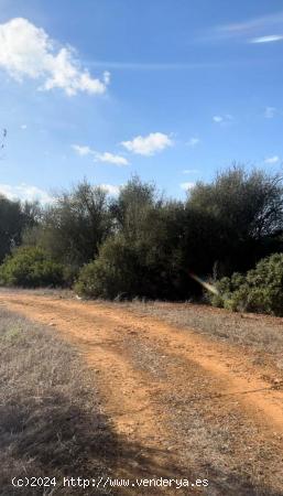  Terreno urbanizable en Campos - BALEARES 