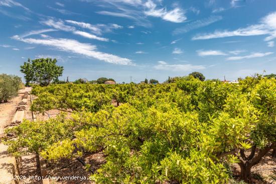 TERRENO RUSTICO EN PARTIDA PINELLA (VILA-REAL) - CASTELLON