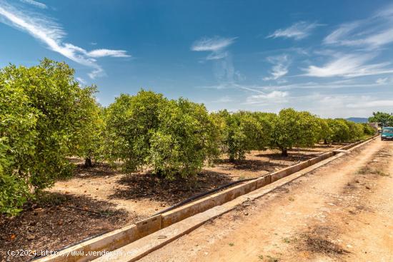 TERRENO RUSTICO EN PARTIDA PINELLA (VILA-REAL) - CASTELLON