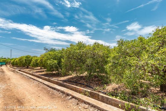 TERRENO RUSTICO EN PARTIDA PINELLA (VILA-REAL) - CASTELLON