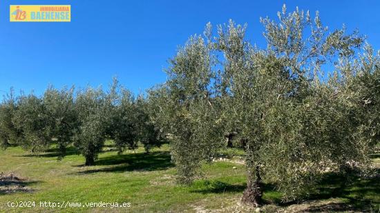 Buen olivar a pie de carretera. - CORDOBA