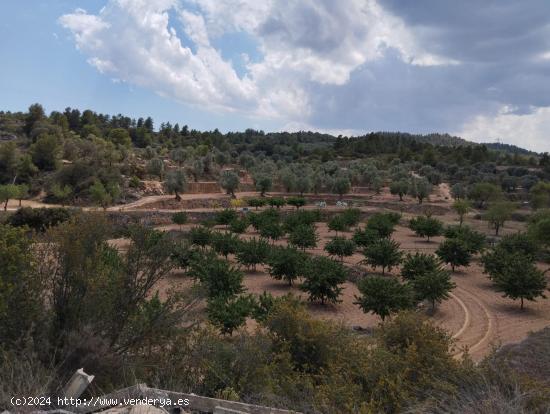  Finca de olivos y almendros en producción - TERUEL 