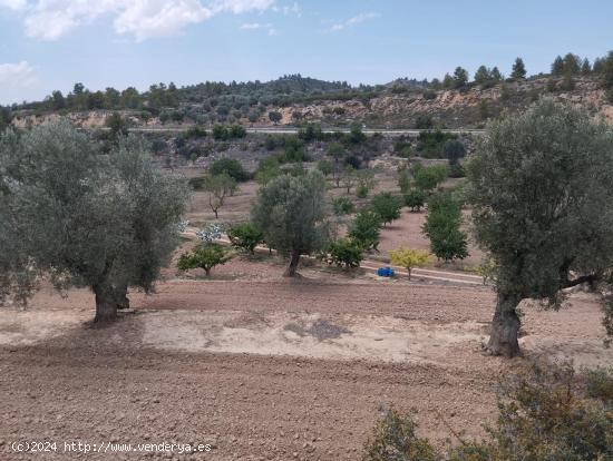 Finca de olivos y almendros en producción - TERUEL