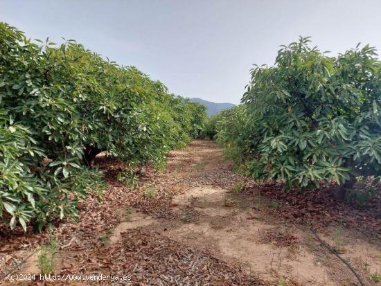 TERRENO EN VENTA EN FINCA NOTARIO 20,JARDINES DE ALHAURIN-HUERTA ALTA-FUENSANGUÍNEA. - MALAGA