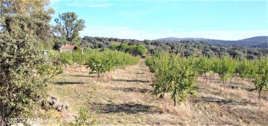 FINCA EN CASTIBLANCO DE LOS ARROYOS, SEVILLA. - SEVILLA