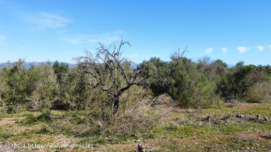 Terreno con proyecto y licencia - BALEARES