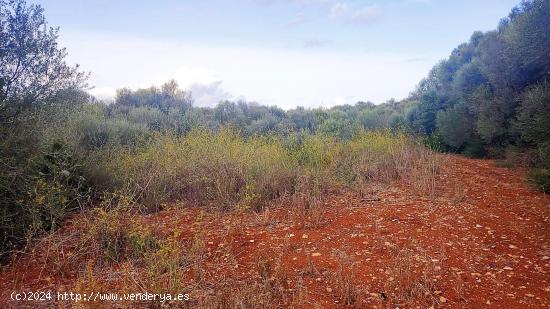  Bonito terreno con proyecto básico - BALEARES 