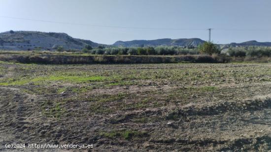  PARCELA RÚSTICA EN CAMPOS DEL RÍO - MURCIA 