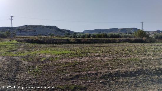 PARCELA RÚSTICA EN CAMPOS DEL RÍO - MURCIA