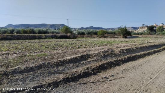 PARCELA RÚSTICA EN CAMPOS DEL RÍO - MURCIA