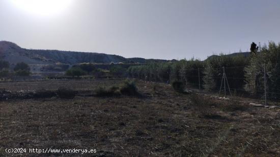  PARCELA RÚSTICA EN CAMPOS DEL RÍO - MURCIA 