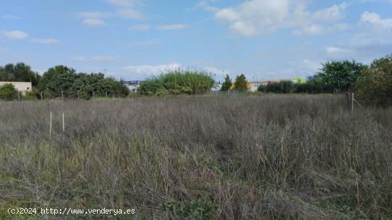 Parcela- Paraje la hijuela (Molina de Segura) - MURCIA