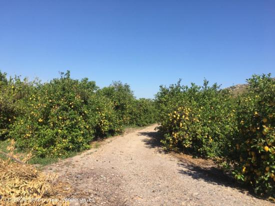 SE VENDE TERRENO PLANTADO DE LIMONEROS - MURCIA