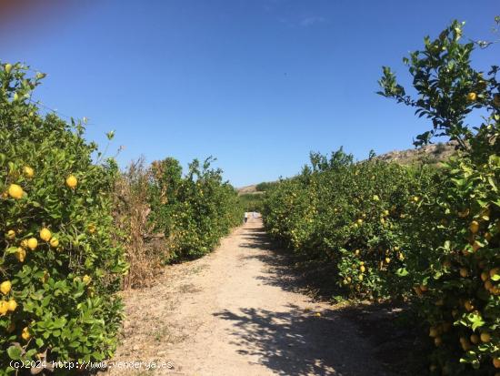 SE VENDE TERRENO PLANTADO DE LIMONEROS - MURCIA