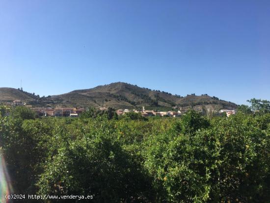 SE VENDE TERRENO PLANTADO DE LIMONEROS - MURCIA