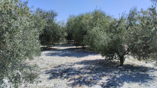 Terreno Rústico - El Panderón, Molina de Segura - MURCIA