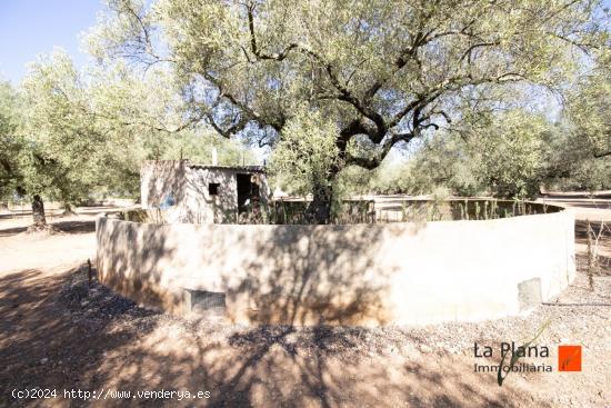 FINCA RUSTICA CON DOS CASETAS A LA VENTA EN LA GALERA (TARRAGONA) - TARRAGONA