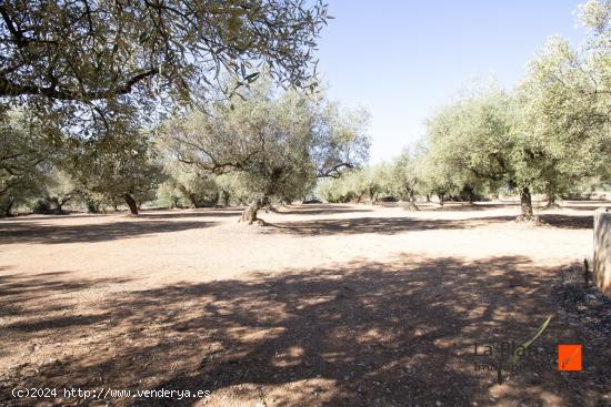 FINCA RUSTICA CON DOS CASETAS A LA VENTA EN LA GALERA (TARRAGONA) - TARRAGONA