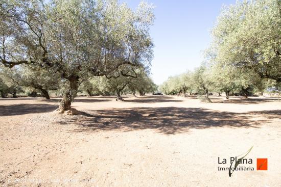 FINCA RUSTICA CON DOS CASETAS A LA VENTA EN LA GALERA (TARRAGONA) - TARRAGONA