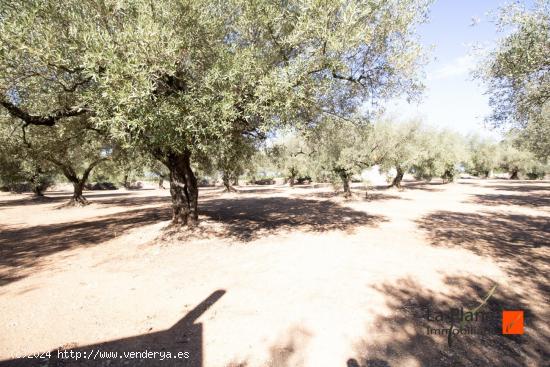 FINCA RUSTICA CON DOS CASETAS A LA VENTA EN LA GALERA (TARRAGONA) - TARRAGONA