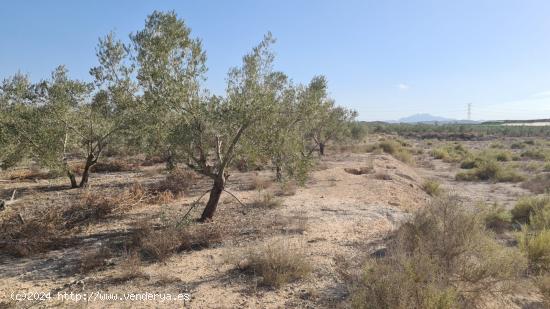 FINCA RUSTICA EN MONFORTE DEL CID - ALICANTE