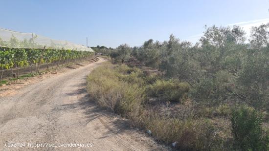 FINCA RUSTICA EN MONFORTE DEL CID - ALICANTE