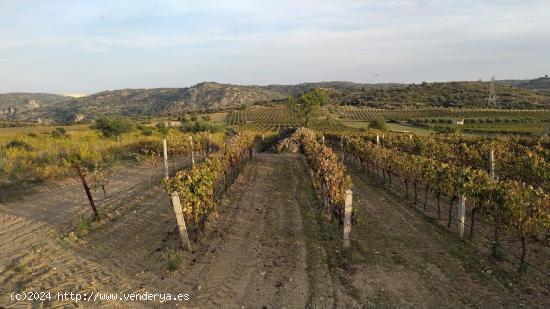 FINCA RUSTICA PLANTADA DE VIÑEDOS. FERMOSELLE - ZAMORA