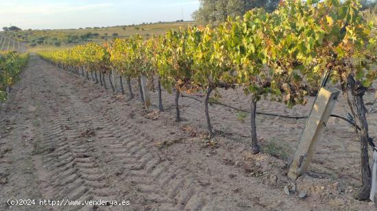 FINCA RUSTICA PLANTADA DE VIÑEDOS. FERMOSELLE - ZAMORA