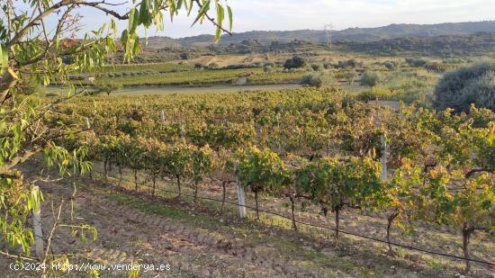 FINCA RUSTICA PLANTADA DE VIÑEDOS. FERMOSELLE - ZAMORA