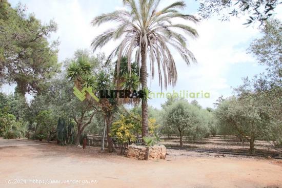  Encantadora finca rústica en las afueras de Inca - BALEARES 