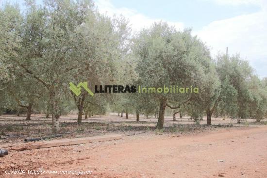 Encantadora finca rústica en las afueras de Inca - BALEARES