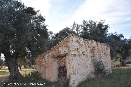  Finca rústica con maset a rehabilitar y olivos - TARRAGONA 