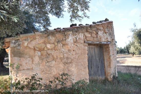 Finca rústica con maset a rehabilitar y olivos - TARRAGONA