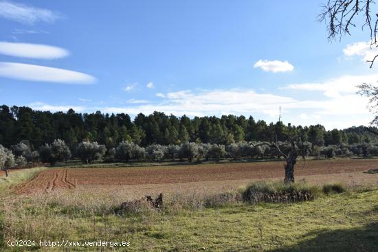 Finca rústica con maset a rehabilitar y olivos - TARRAGONA