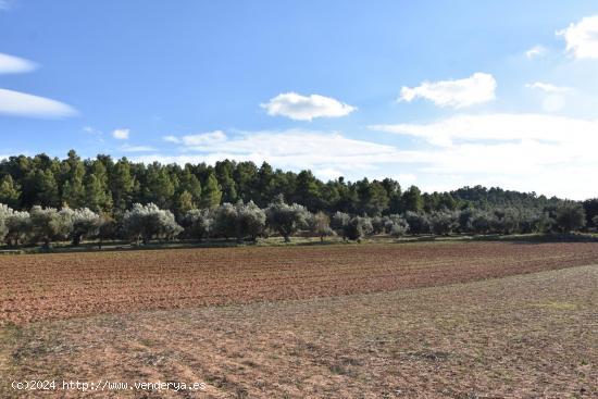 Finca rústica con maset a rehabilitar y olivos - TARRAGONA