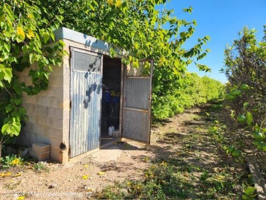  Fantástico terreno de naranjos - TARRAGONA 