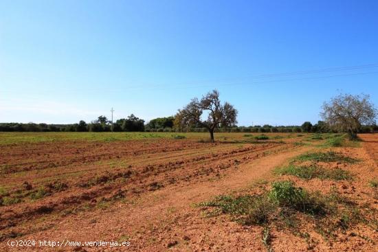 Terreno cerca de Campos en una zona muy tranquila - BALEARES