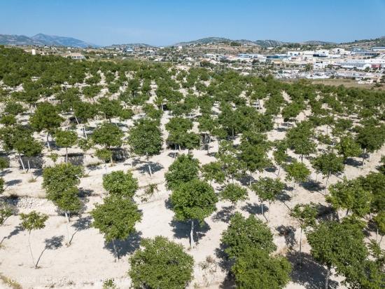 SUPER GRAN PARCELA RURAL PLANA CERCA DE BENISSA EN LA COSTA BLANCA EN ESPAÑA. - ALICANTE