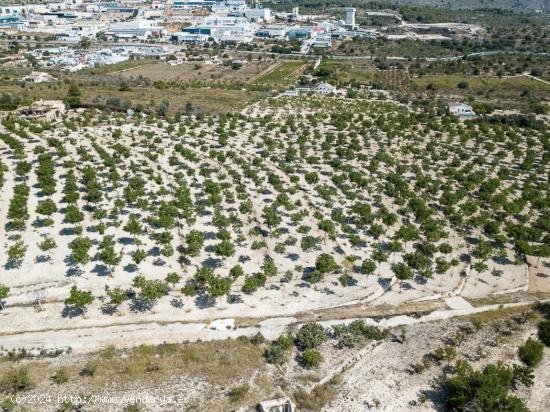 SUPER GRAN PARCELA RURAL PLANA CERCA DE BENISSA EN LA COSTA BLANCA EN ESPAÑA. - ALICANTE