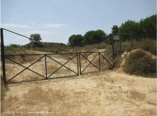 LA PALMA DEL CONDADO. VENTA FINCAS RUSTICAS - HUELVA