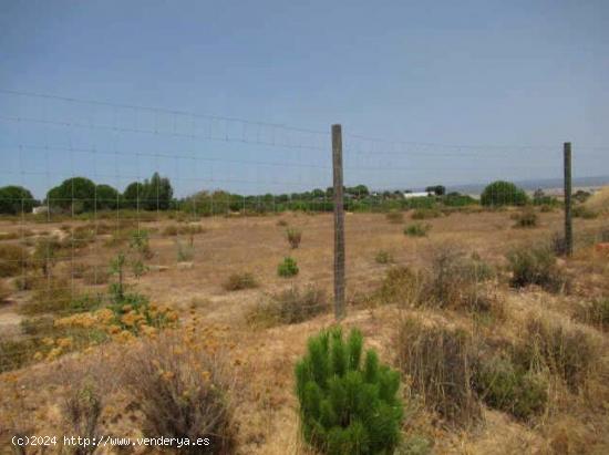 LA PALMA DEL CONDADO. VENTA FINCAS RUSTICAS - HUELVA